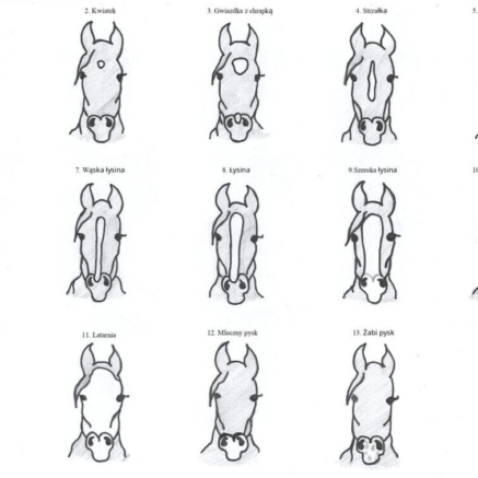 Odmianki do Hobby Horse