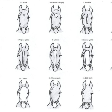 Odmianki do Hobby Horse