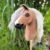 Hobby horse bez ogłowia
