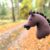 Hobby horse bez ogłowia
