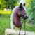 Hobby horse bez ogłowia